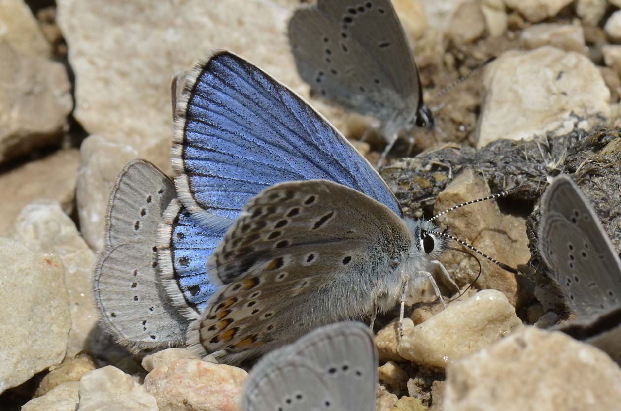 Polyommatus (Lysandra) bellargus ?